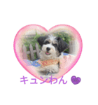 パピプまるーー（個別スタンプ：1）