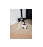 パピプまるーー（個別スタンプ：6）