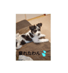パピプまるーー（個別スタンプ：8）