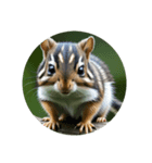 シマリス chipmunk（個別スタンプ：2）