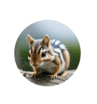 シマリス chipmunk（個別スタンプ：5）