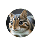 シマリス chipmunk（個別スタンプ：6）