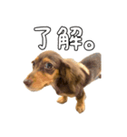 カニンヘンダックスフントの"つぶ"（個別スタンプ：1）