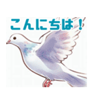 シンプルで可愛い鳩のイラスト（個別スタンプ：10）