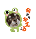 ちくの日常会話（個別スタンプ：13）