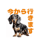 ダックスフンド 最愛の犬（個別スタンプ：11）