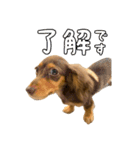 カニンヘンダックスフントの【つぶ】（個別スタンプ：1）