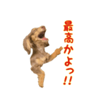 カニンヘンダックスフントの【つぶ】（個別スタンプ：7）