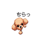 ドット絵 トイプードル チワワ 日常会話（個別スタンプ：3）