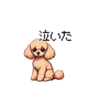 ドット絵 トイプードル チワワ 日常会話（個別スタンプ：6）