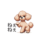 ドット絵 トイプードル チワワ 日常会話（個別スタンプ：7）