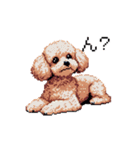 ドット絵 トイプードル チワワ 日常会話（個別スタンプ：10）