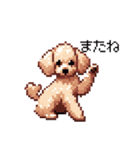 ドット絵 トイプードル チワワ 日常会話（個別スタンプ：12）