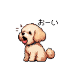 ドット絵 トイプードル チワワ 日常会話（個別スタンプ：17）