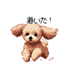 ドット絵 トイプードル チワワ 日常会話（個別スタンプ：21）