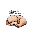 ドット絵 トイプードル チワワ 日常会話（個別スタンプ：23）