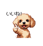 ドット絵 トイプードル チワワ 日常会話（個別スタンプ：31）