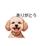 ドット絵 トイプードル チワワ 日常会話（個別スタンプ：36）