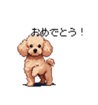 ドット絵 トイプードル チワワ 日常会話（個別スタンプ：37）