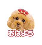 レッド トイプードルPOMU（個別スタンプ：1）