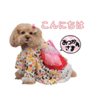 レッド トイプードルPOMU（個別スタンプ：2）