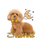 レッド トイプードルPOMU（個別スタンプ：3）