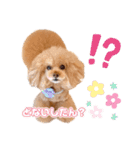 レッド トイプードルPOMU（個別スタンプ：5）