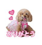 レッド トイプードルPOMU（個別スタンプ：6）