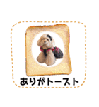 レッド トイプードルPOMU（個別スタンプ：7）