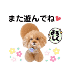 レッド トイプードルPOMU（個別スタンプ：8）