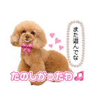 レッド トイプードルPOMU（個別スタンプ：9）