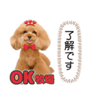 レッド トイプードルPOMU（個別スタンプ：10）