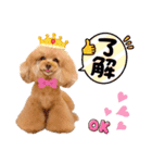 レッド トイプードルPOMU（個別スタンプ：11）