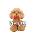 レッド トイプードルPOMU（個別スタンプ：12）