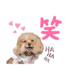 レッド トイプードルPOMU（個別スタンプ：13）