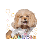 レッド トイプードルPOMU（個別スタンプ：14）