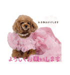 レッド トイプードルPOMU（個別スタンプ：15）