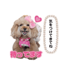 レッド トイプードルPOMU（個別スタンプ：16）