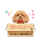 レッド トイプードルPOMU（個別スタンプ：17）