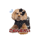 レッド トイプードルPOMU（個別スタンプ：18）