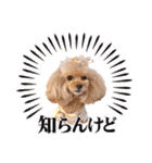 レッド トイプードルPOMU（個別スタンプ：19）