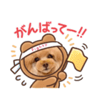 レッド トイプードルPOMU（個別スタンプ：20）