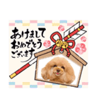 レッド トイプードルPOMU（個別スタンプ：24）