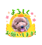 ペットハウスRizわんこ（個別スタンプ：1）