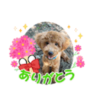 ペットハウスRizわんこ（個別スタンプ：2）