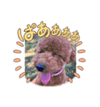ペットハウスRizわんこ（個別スタンプ：7）
