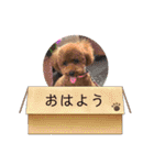 ペットハウスRizわんこ（個別スタンプ：8）