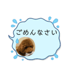 ペットハウスRizわんこ（個別スタンプ：9）