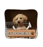 ペットハウスRizわんこ（個別スタンプ：12）