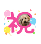 ペットハウスRizわんこ（個別スタンプ：16）